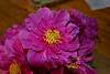 Bild "dsc_0029.jpg"