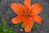 Bild "dsc_0107.jpg"