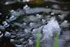 Bild "dsc_0177.jpg"