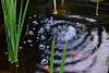 Bild "dsc_0183.jpg"
